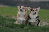 CORGI PEMBROKE 1378